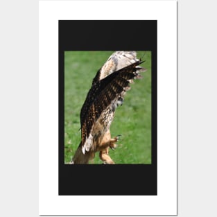 European eagle owl Posters and Art